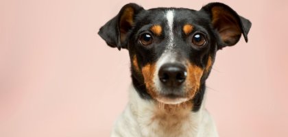 ТОП-5 мифов о собаках