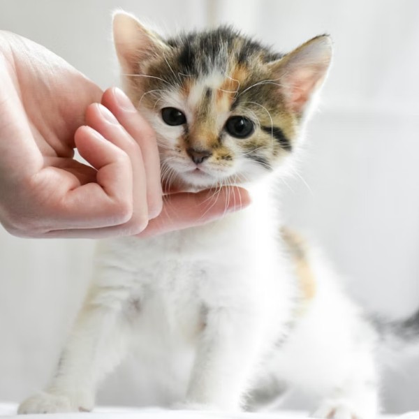 Как правильно ухаживать за ушами вашей кошки