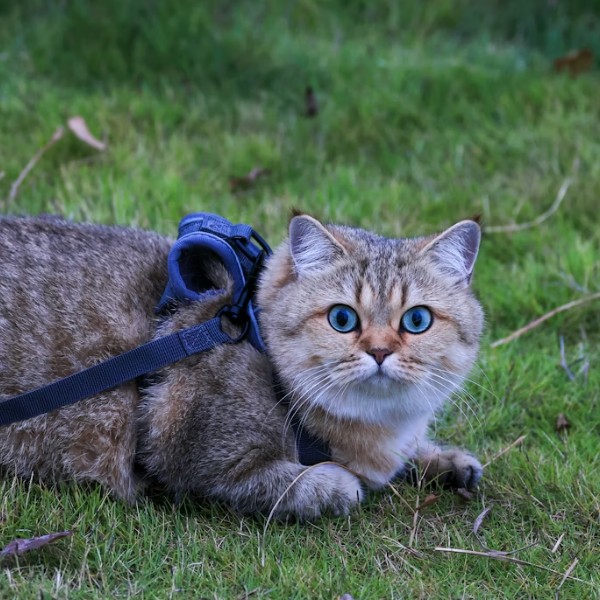 Как грамотно организовать поход с кошкой