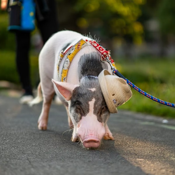 Декоративные поросята как домашние животные