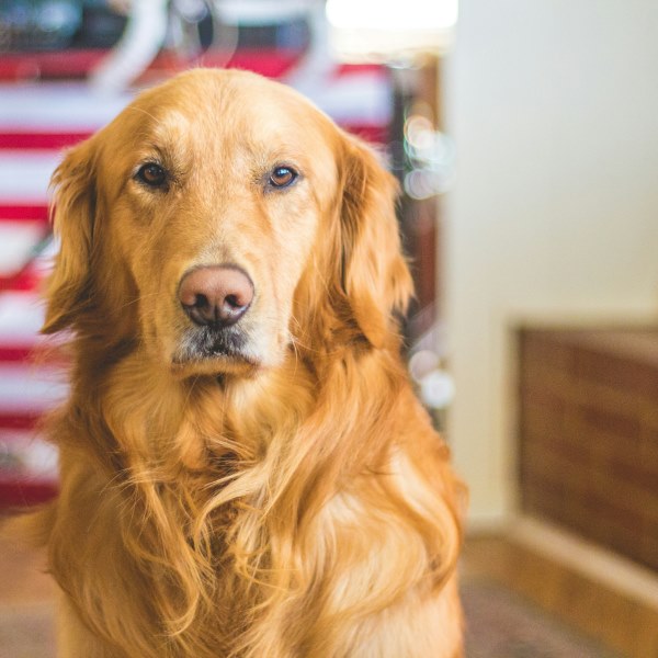 ТОП-5 мифов о собаках