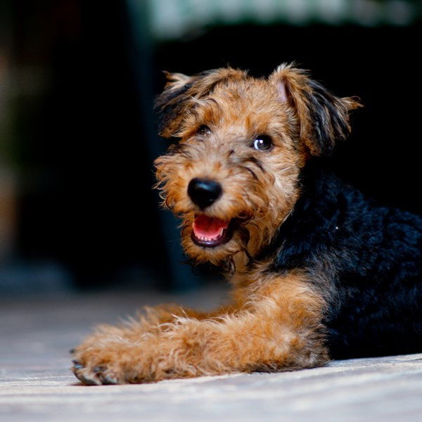 Как обеспечить здоровье вашей собаки