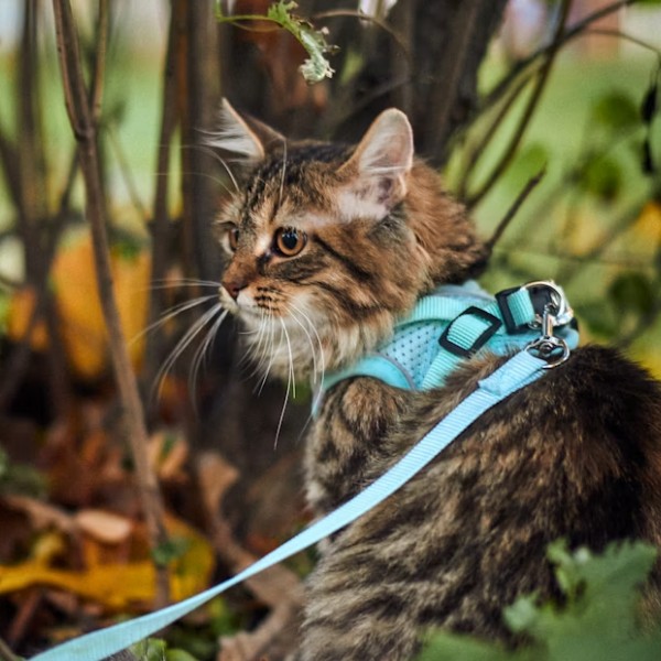 Как грамотно организовать поход с кошкой