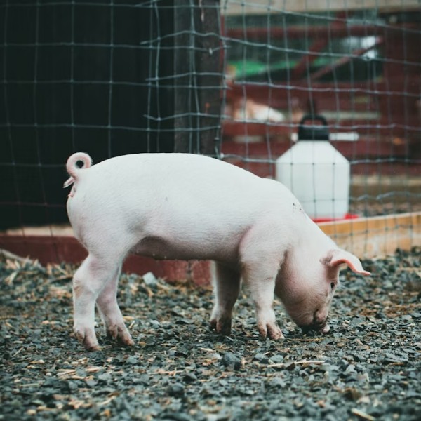 Декоративные поросята как домашние животные