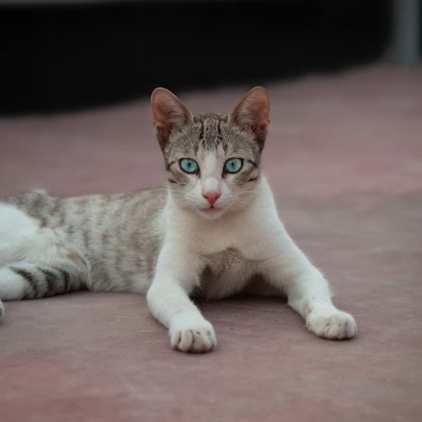 Как правильно ухаживать за ушами вашей кошки