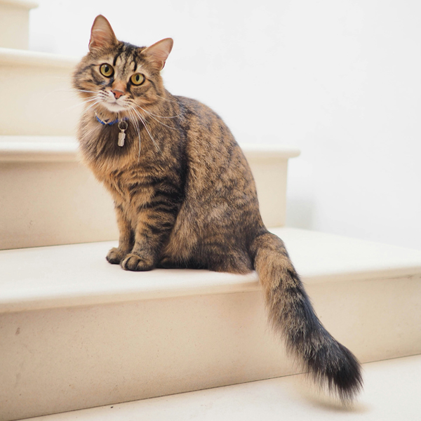 Как справиться с аллергией на кошек