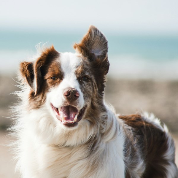 ТОП-5 мифов о собаках