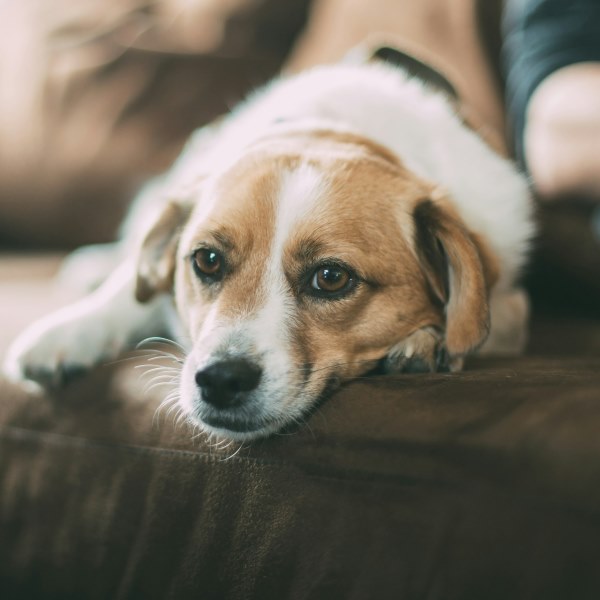 Как справиться с аллергией на собак