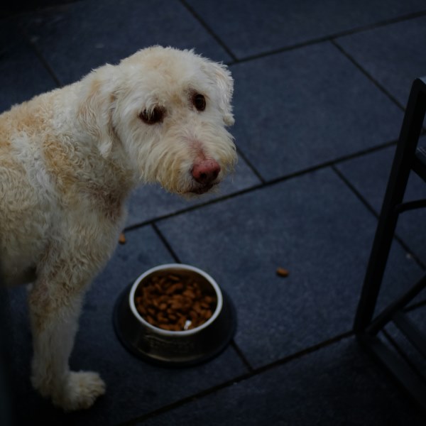 Как обеспечить здоровье вашей собаки