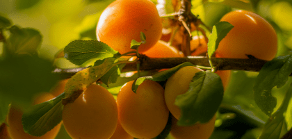 Абрикосы