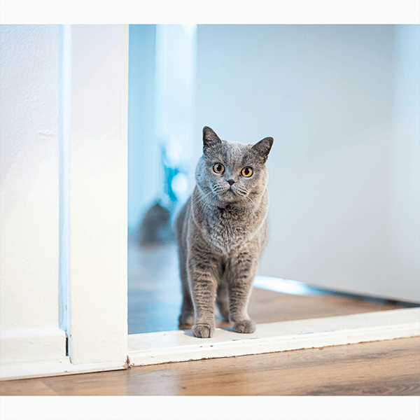 Заглянуть в будущее: 12 популярных рождественских ритуалов и гаданий