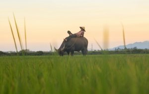 Стоит ли ехать во Вьетнам в апреле?