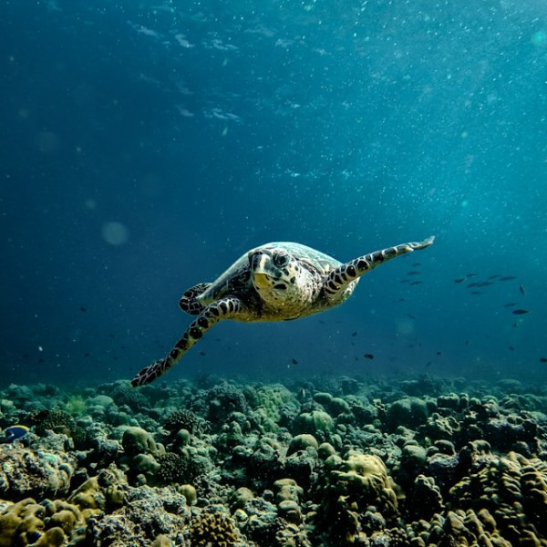 черепаха Мальдивы