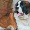 Особенности породы собак сенбернар: характер, уход, содержание