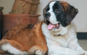 Особенности породы собак сенбернар: характер, уход, содержание