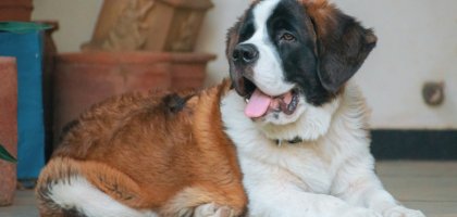 Особенности породы собак сенбернар: характер, уход, содержание