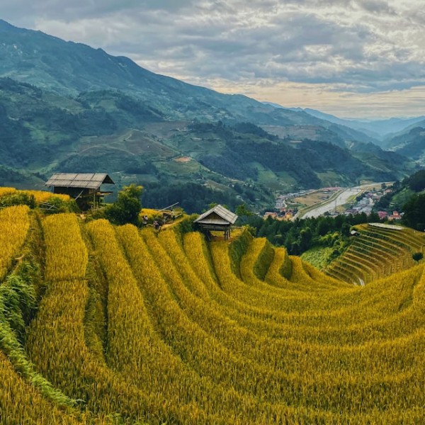 рисовые поля во Вьетнаме