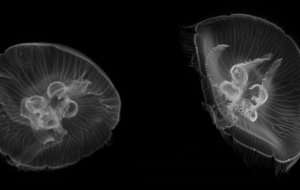 Что делать, если ужалила медуза в море: первая помощь