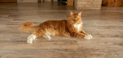 Какой теплый пол выбрать под разные напольные покрытия (плитку, ламинат, линолеум)