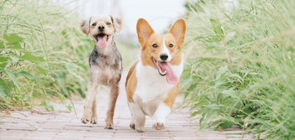 Что делать, если собака лает, когда одна дома