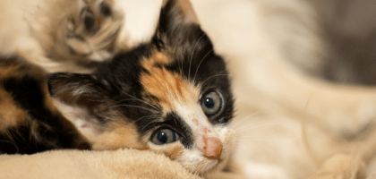 Какие прививки нужны котенку: названия, против каких вирусов, график