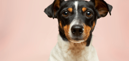 Как отучить собаку грызть вещи