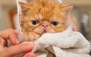 Как часто нужно мыть кошку