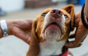 Как и чем чистить уши собаке в домашних условиях