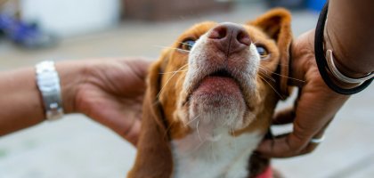 Как и чем чистить уши собаке в домашних условиях