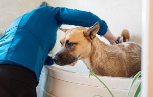 Как часто нужно мыть собаку