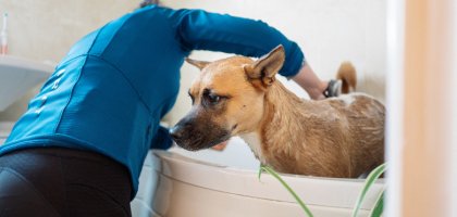 Как часто нужно мыть собаку