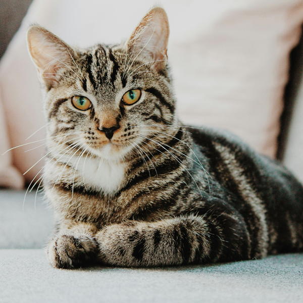 Почему кошка метит территорию