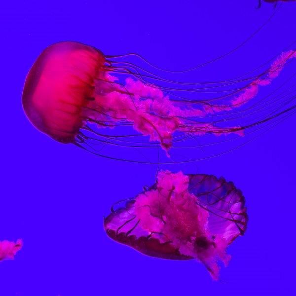 что делать если ужалила медуза