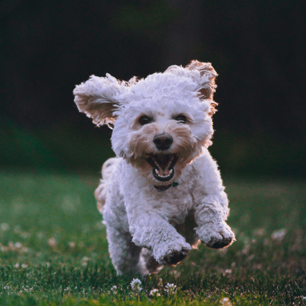 Как отучить собаку грызть вещи