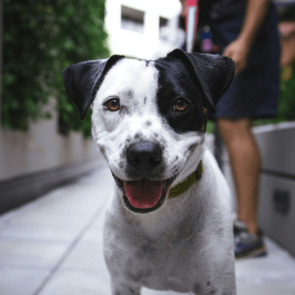 Что делать, если собака лает, когда одна дома