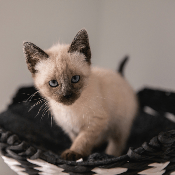 Какие прививки нужны котенку