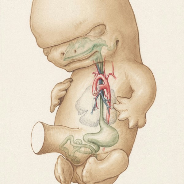 когда появляется сердцебиение у эмбриона