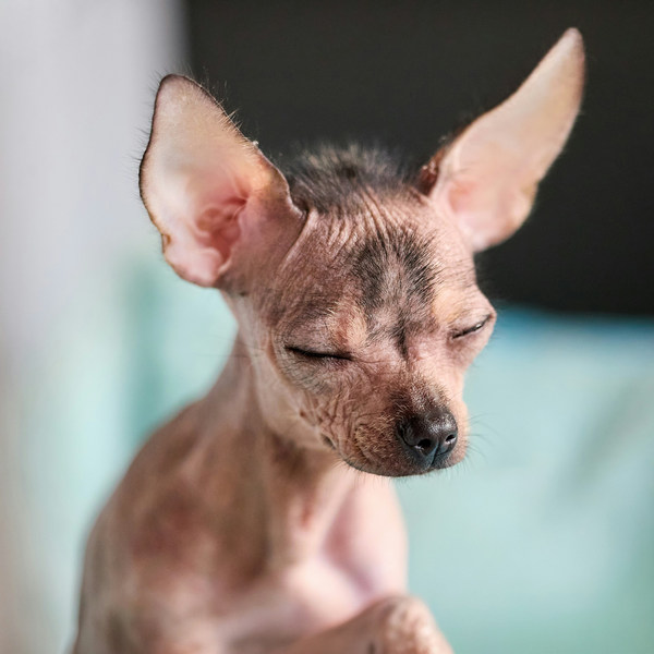  Как и чем чистить уши собаке в домашних условиях