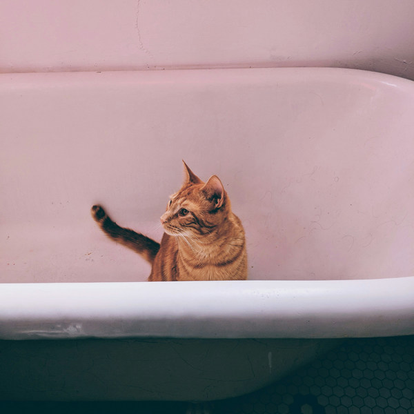 Как часто нужно мыть кошку