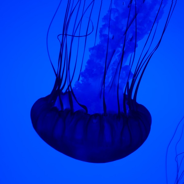 что делать если ужалила медуза