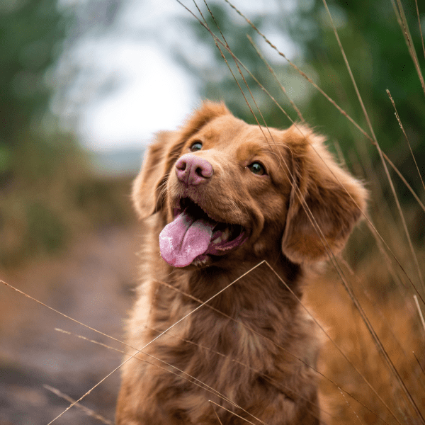 Что делать, если собака лает, когда одна дома