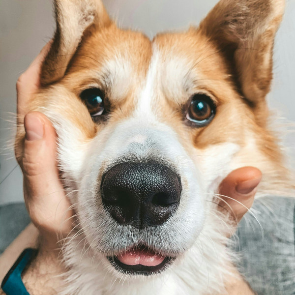  Как и чем чистить уши собаке в домашних условиях