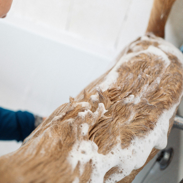 Как часто нужно мыть собаку