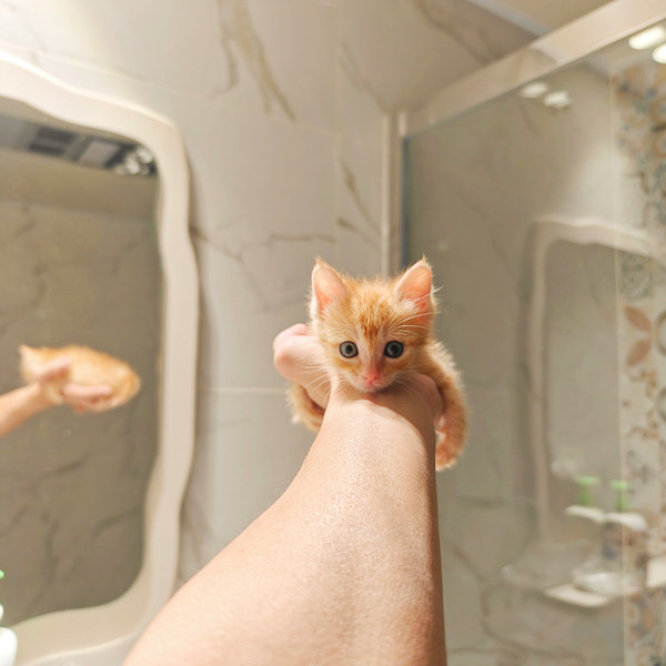 Как часто нужно мыть кошку