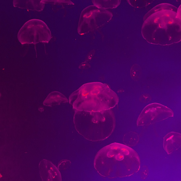 что делать если ужалила медуза