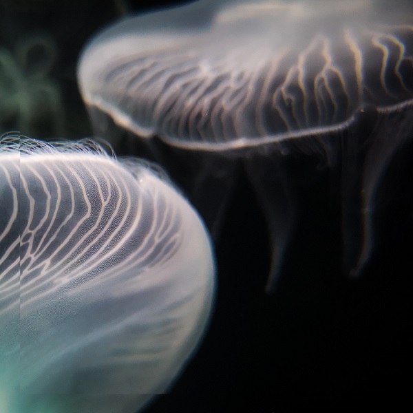 что делать если ужалила медуза