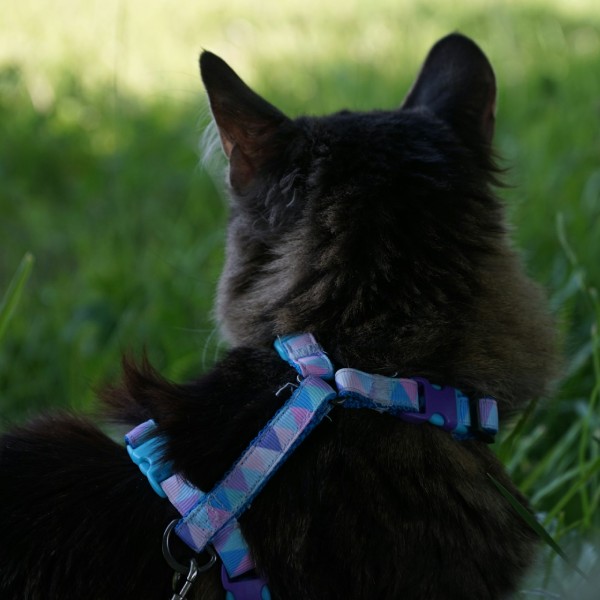шлейка для кошки