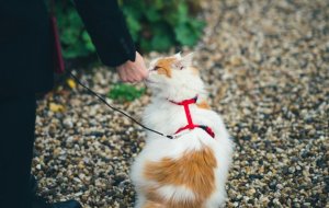 Как выбрать шлейку для кошки?