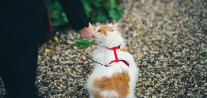 Как выбрать шлейку для кошки?