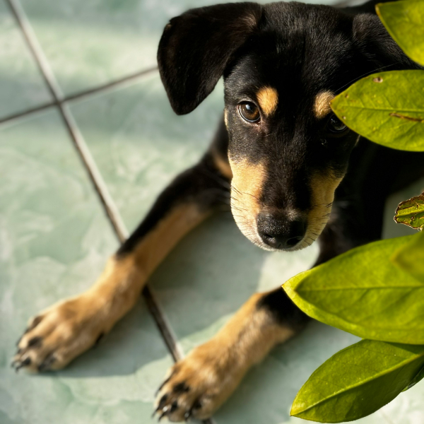 Какие напольные покрытия выбрать, если есть домашние животные